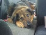 Dogs German Shepard and chow mix